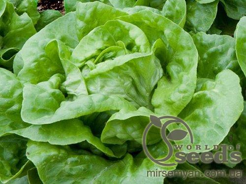 Салат Ферли 5000 семян. (Enza Zaden) Салат Ферли 5000 семян. (Enza Zaden)
