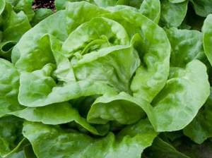 Салат Ферли 5000 семян. (Enza Zaden) Салат Ферли 5000 семян. (Enza Zaden)