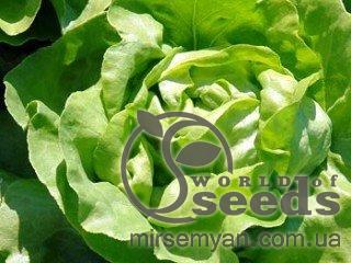 Салат Брайтон 5000 семян. (Enza Zaden) Салат Брайтон 5000 семян. (Enza Zaden)