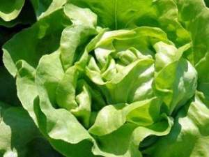 Салат Брайтон 5000 семян. (Enza Zaden) Салат Брайтон 5000 семян. (Enza Zaden)