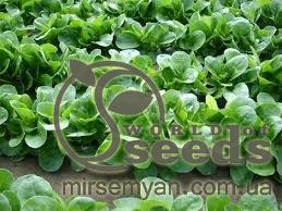 Салат Акцент 100 000 семян. (Enza Zaden) Салат Акцент 100 000 семян. (Enza Zaden)