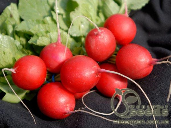 Редис Виенна/Vienna F1 (2,75-3мм) 50 000 семян. (Enza Zaden) Редис Виенна/Vienna F1 (2,75-3мм) 50 000 семян. (Enza Zaden)