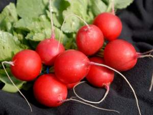 Редис Виенна/Vienna  F1 (2,75-3мм) 50 000 семян. (Enza Zaden) Редис Виенна/Vienna  F1 (2,75-3мм) 50 000 семян. (Enza Zaden)