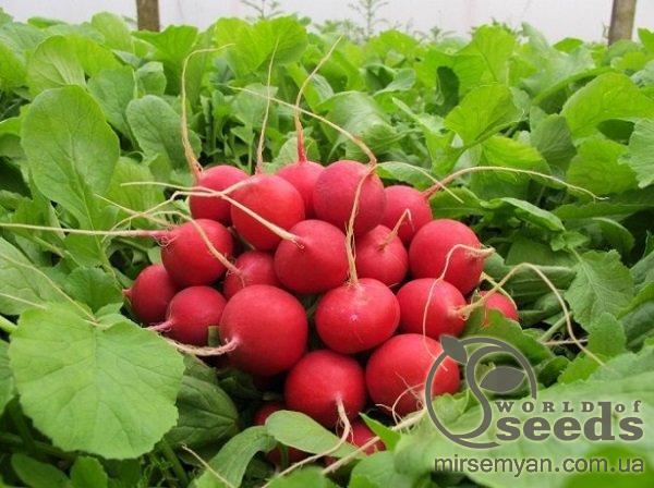 Редис Селеста F1 (3-3,25мм) 50 000 семян. (Enza Zaden) Редис Селеста F1 (3-3,25мм) 50 000 семян. (Enza Zaden)