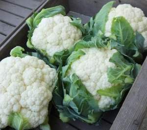 Капуста цветная Новария F1 2500 семян. (Enza Zaden) Капуста цветная Новария F1 2500 семян. (Enza Zaden)