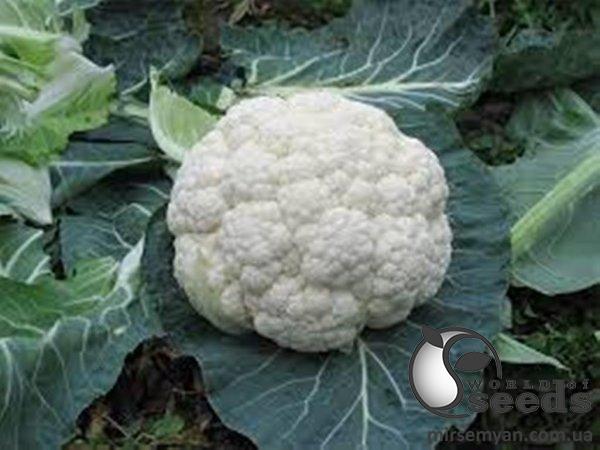 Капуста цветная Креник F1 2500 семян. (Enza Zaden) Капуста цветная Креник F1 2500 семян. (Enza Zaden)