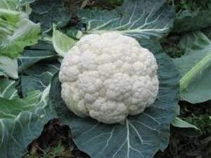 Капуста цветная Креник F1  2500 семян. (Enza Zaden)
