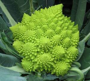 Капуста цветная Вердоне F1  2500 семян. (Enza Zaden)