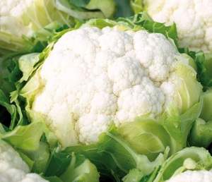 Капуста цветная Синержи F1 2500 семян. (Enza Zaden)