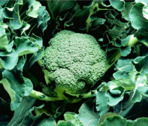 Капуста брокколи Карато F1  2500 семян. (Enza Zaden)