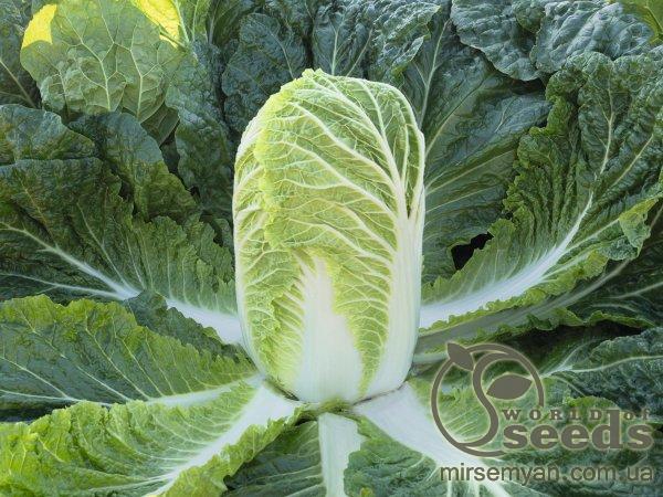 Капуста пекинская Базуко F1 2500 семян. (Bejo) Капуста пекинская Базуко F1 2500 семян. (Bejo)