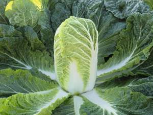 Капуста пекинская Базуко F1 10 000 семян. (Bejo) Капуста пекинская Базуко F1 10 000 семян. (Bejo)