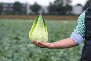 Капуста Коническая Карафлекс F1 1000 семян. (Bejo)