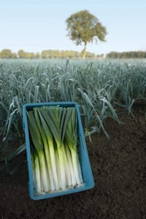 Лук порей Форрест F1 10 000 семян. (Bejo) Лук порей Форрест F1 10 000 семян. (Bejo)