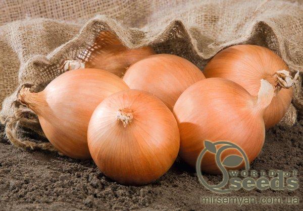 Лук Роухайд F1 250 000 семян. (Bejo) Лук Роухайд F1 250 000 семян. (Bejo)