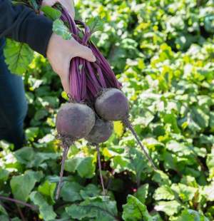 Свекла Бохан F1 10 000 семян. (Bejo) Свекла Бохан F1 10 000 семян. (Bejo)