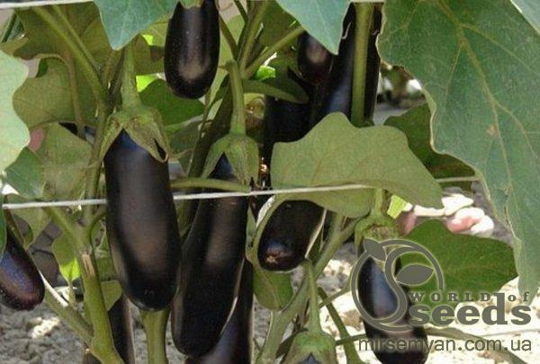 Баклажаны Дестан F1. 10 гр (Enza Zaden) Баклажаны Дестан F1. 10 гр (Enza Zaden)