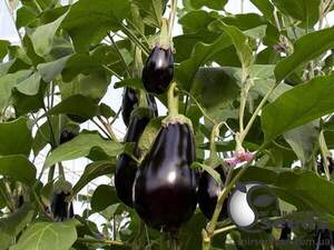 Баклажан Блэк Перл F1. 500 семян. (Enza Zaden) Баклажан Блэк Перл F1. 500 семян. (Enza Zaden)