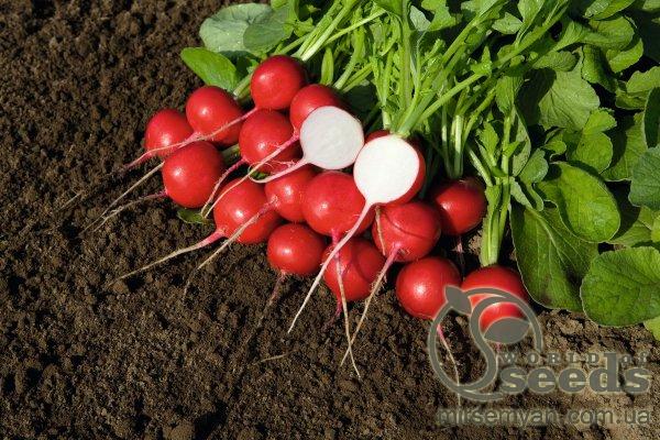 Редис Ровер F1 (2,5-2,75) 10 000 семян. (Bejo) Редис Ровер F1 (2,5-2,75) 10 000 семян. (Bejo)