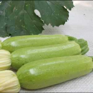 Кабачок Исмалия F1 500 семян. Энза