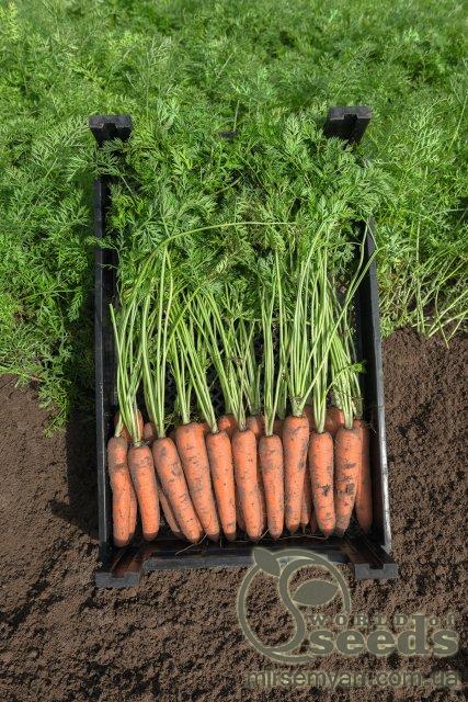 Морковь Нарбонное F1 (1,8-2мм) 100 000 семян. (Bejo) Морковь Нарбонное F1 (1,8-2мм) 100 000 семян. (Bejo)