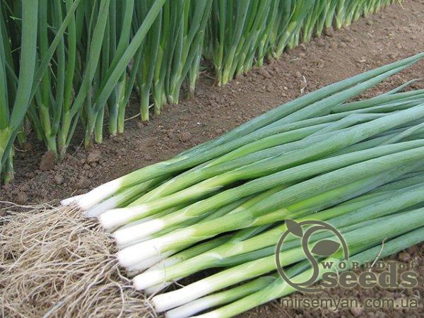 Лук Кайгаро F1 50 000 семян. (Enza Zaden) Лук Кайгаро F1 50 000 семян. (Enza Zaden)