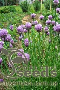 Лук Бигги (шнит) 50 000 семян. (Enza Zaden)