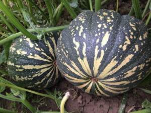 Тыква Хоншу F1 500 семян. (Enza Zaden)