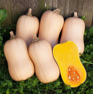 Тыква Тиана F1 500 семян. (Enza Zaden) Тыква Тиана F1 500 семян. (Enza Zaden)