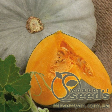 Тыква Сампсон F1 500 семян. (Enza Zaden) Тыква Сампсон F1 500 семян. (Enza Zaden)