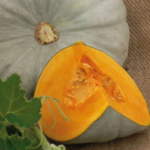 Тыква Сампсон F1 500 семян. (Enza Zaden) Тыква Сампсон F1 500 семян. (Enza Zaden)