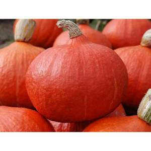 Гарбуз Оранж Саммер F1, 500 семян. (Enza Zaden)