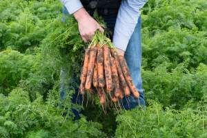 Морковь Нерак F1 (1.8-2.0мм) 100 000 семян. (Bejo) Морковь Нерак F1 (1.8-2.0мм) 100 000 семян. (Bejo)