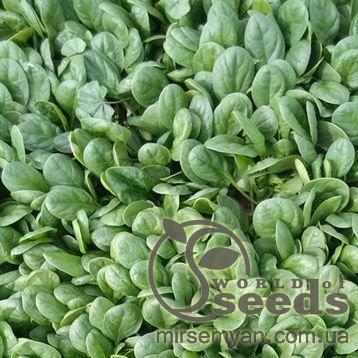 Шпинат Акадия 25 000 семян. (Enza Zaden) Шпинат Акадия 25 000 семян. (Enza Zaden)