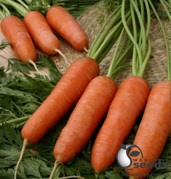Морковь Карини 50гр. (Bejo) Морковь Карини 50гр. (Bejo)