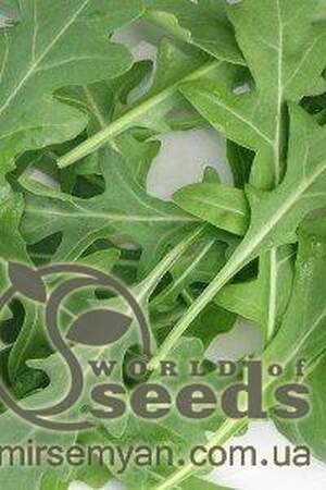 Рукола Грация 100 000 семян. (Enza Zaden) Рукола Грация 100 000 семян. (Enza Zaden)
