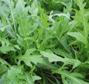 Рукола Летиция 100 000 семян. (Enza Zaden)