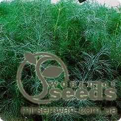 Укроп Голдкрон 50 000 семян. Enza Zaden