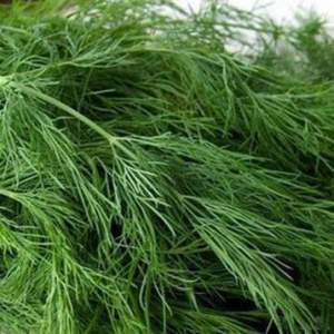 Укроп Грин Сливс 250 гр. (Enza Zaden)