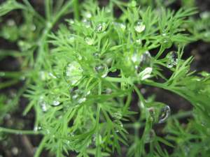 Укроп Элла 250 гр. (Enza Zaden)