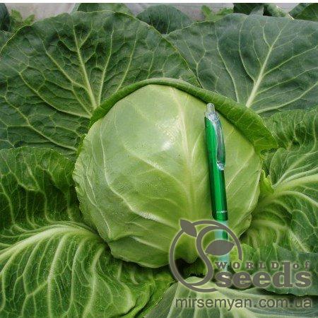 Капуста Сир F1 1000 семян. (Clause) Капуста Сир F1 1000 семян. (Clause)