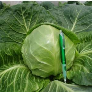 Капуста Сир F1 10 000 семян. (Clause) Капуста Сир F1 10 000 семян. (Clause)