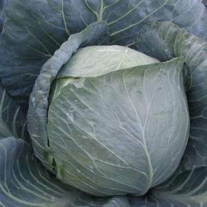 Капуста Браво F1 10 000 семян. (Clause) Капуста Браво F1 10 000 семян. (Clause)