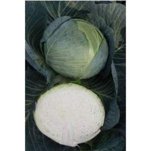 Капуста Центурион F1 2500 семян. (Clause) Капуста Центурион F1 2500 семян. (Clause)