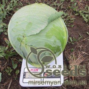 Капуста Декурион F1 10 000 семян. (Clause) Капуста Декурион F1 10 000 семян. (Clause)