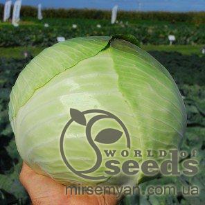 Капуста Марабу F1 2500 семян. (Clause) Капуста Марабу F1 2500 семян. (Clause)