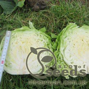 Капуста Констебль F1 2500 семян. (Clause) Капуста Констебль F1 2500 семян. (Clause)