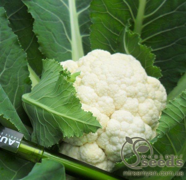 Капуста цветная Майбах F1 2500 семян. (Clause) Капуста цветная Майбах F1 2500 семян. (Clause)