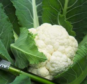 Капуста цветная Майбах F1 1000 семян. (Clause) Капуста цветная Майбах F1 1000 семян. (Clause)