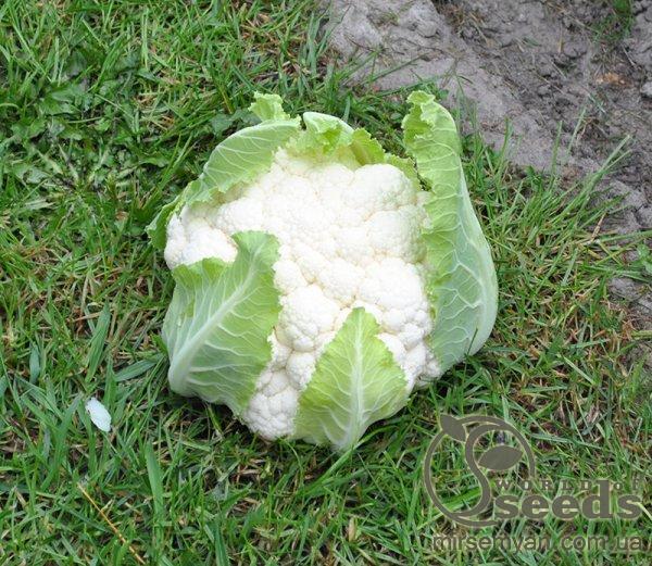 Капуста цветная Клипер F1 2500 семян. (Clause) Капуста цветная Клипер F1 2500 семян. (Clause)